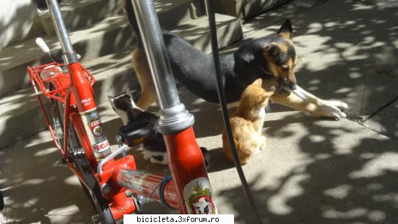 măi , m-au luat �n primire , dar vad că sunt mai dec�t mine! vanatoarea de biciclete