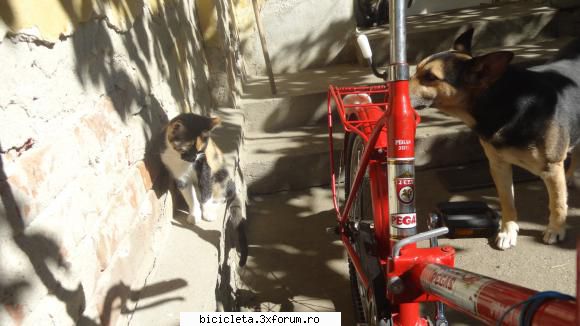 să-l vedem şi pe va lătra cred că nu... vanatoarea de biciclete